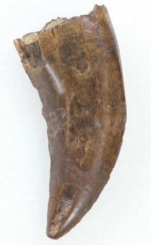 Curved, Tyrannosaur Tooth - Montana #37879